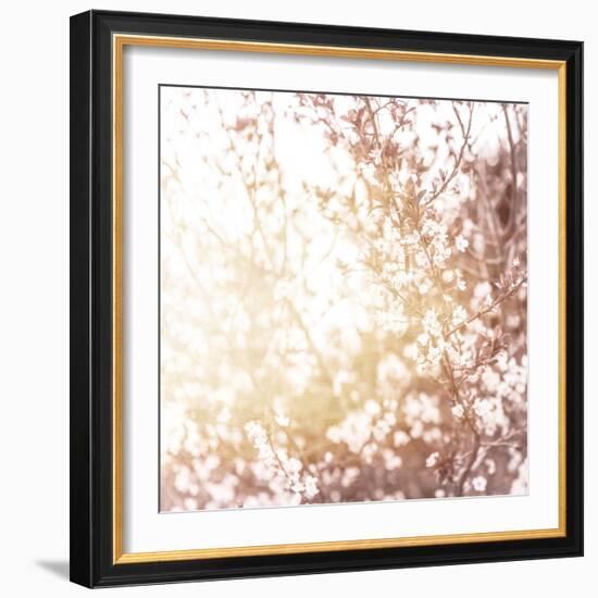 Photo of Beautiful Cherry Blossom-Anna Omelchenko-Framed Art Print