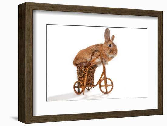 Photo Of Cute Brown Rabbit Riding Bike Isolated On White-PH.OK-Framed Photographic Print