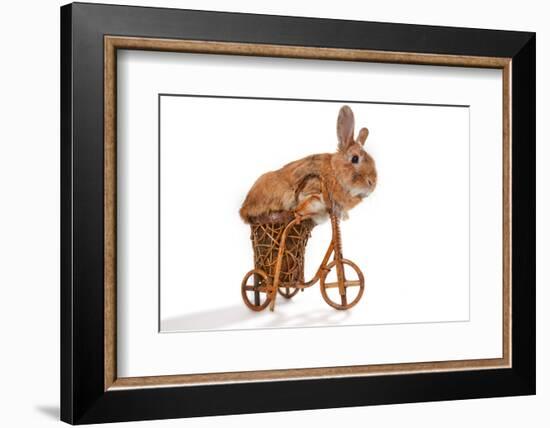 Photo Of Cute Brown Rabbit Riding Bike Isolated On White-PH.OK-Framed Photographic Print