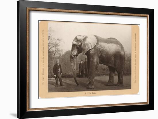 Photo of Jumbo the Elephant-null-Framed Art Print