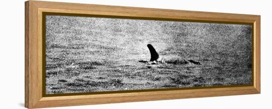 Photo of the Loch Ness Monster?-null-Framed Premier Image Canvas