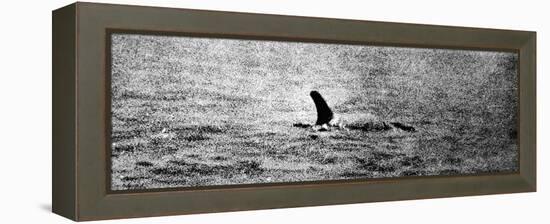 Photo of the Loch Ness Monster?-null-Framed Premier Image Canvas