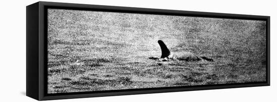 Photo of the Loch Ness Monster?-null-Framed Premier Image Canvas
