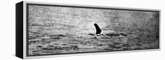 Photo of the Loch Ness Monster?-null-Framed Premier Image Canvas