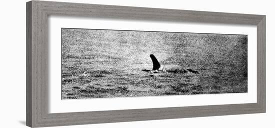 Photo of the Loch Ness Monster?-null-Framed Photographic Print