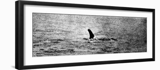 Photo of the Loch Ness Monster?-null-Framed Photographic Print