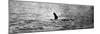 Photo of the Loch Ness Monster?-null-Mounted Photographic Print