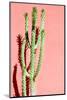 Photo Picture of a Tropical Cactus Texture Background-underworld-Mounted Photographic Print