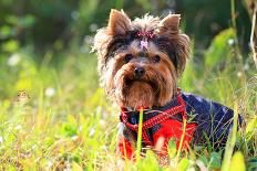 Yorkshire Terrier Outdoors-photobac-Photographic Print