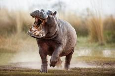 Aggressive Hippo Male Attacking the Car. Huge Hippo Male Intimidating the Opponent. Wild Animal in-PhotocechCZ-Framed Photographic Print