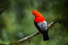 Andean Cock-Of-The-Rock in the Beautiful Nature Habitat, Peru, Wildlife Pictures, Symbol of Peru-PhotocechCZ-Photographic Print