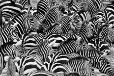 Zebras in the Big Herd during the Great Migration in Masai Mara, Wild Africa, African Wildlife, Ani-PhotocechCZ-Photographic Print