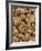 Photocopier Toner Particles, SEM-Susumu Nishinaga-Framed Photographic Print