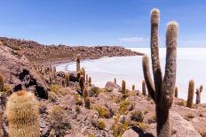 Green Cacti near Sea during Daytime. Cactus Island.-PhotoElite-Photographic Print