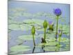 Photographic Print