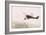 Photograph of a Wingwalkers on a Biplane-null-Framed Giclee Print