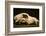 Photograph of animal skull-Panoramic Images-Framed Photographic Print