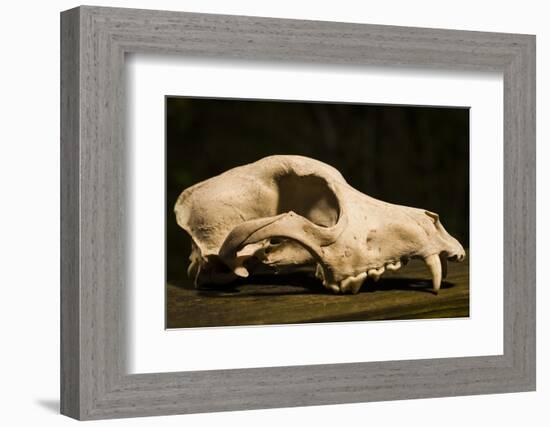 Photograph of animal skull-Panoramic Images-Framed Photographic Print