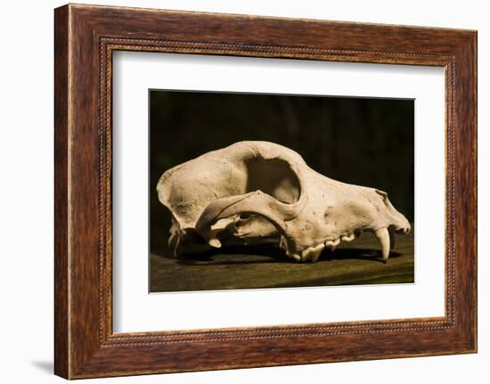 Photograph of animal skull-Panoramic Images-Framed Photographic Print