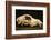 Photograph of animal skull-Panoramic Images-Framed Photographic Print