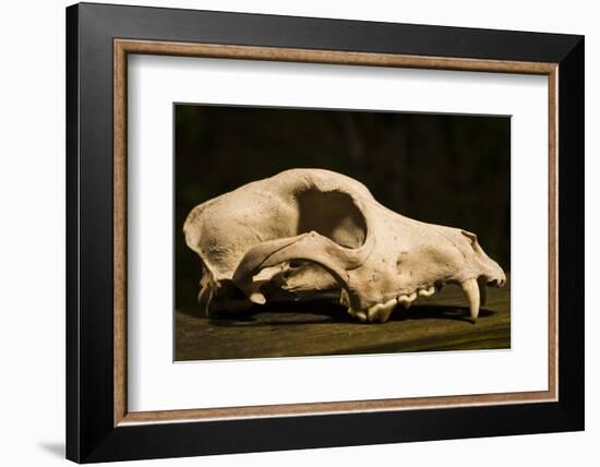 Photograph of animal skull-Panoramic Images-Framed Photographic Print