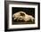 Photograph of animal skull-Panoramic Images-Framed Photographic Print