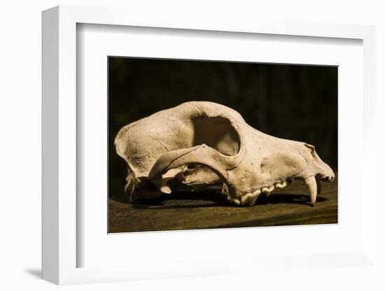 Photograph of animal skull-Panoramic Images-Framed Photographic Print