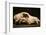 Photograph of animal skull-Panoramic Images-Framed Photographic Print