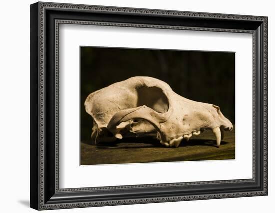 Photograph of animal skull-Panoramic Images-Framed Photographic Print