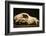 Photograph of animal skull-Panoramic Images-Framed Photographic Print