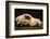 Photograph of animal skull-Panoramic Images-Framed Photographic Print