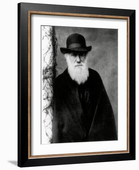 Photograph of Charles Darwin In 1881, Aged 72-Science Photo Library-Framed Photographic Print