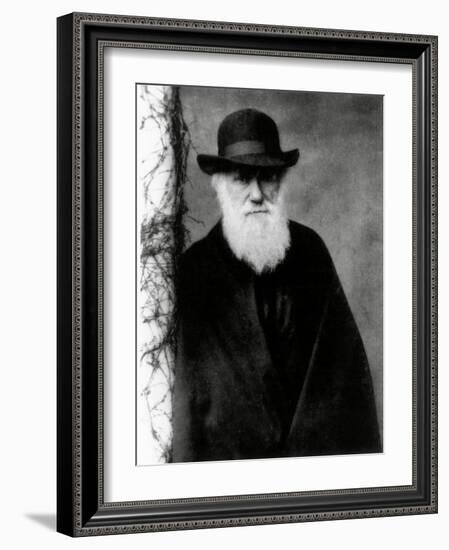 Photograph of Charles Darwin In 1881, Aged 72-Science Photo Library-Framed Photographic Print