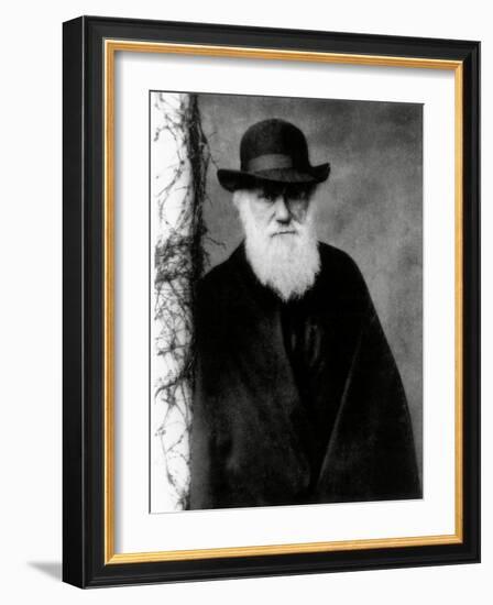 Photograph of Charles Darwin In 1881, Aged 72-Science Photo Library-Framed Photographic Print