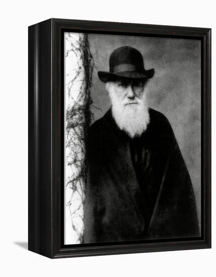 Photograph of Charles Darwin In 1881, Aged 72-Science Photo Library-Framed Premier Image Canvas