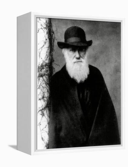 Photograph of Charles Darwin In 1881, Aged 72-Science Photo Library-Framed Premier Image Canvas