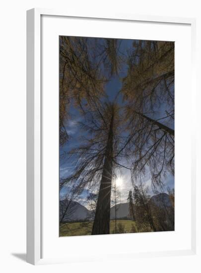 Photographed Larches in the Sunlight, Toward the Sky-Niki Haselwanter-Framed Photographic Print