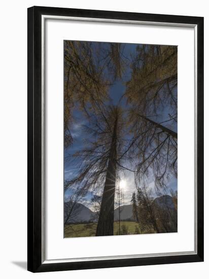 Photographed Larches in the Sunlight, Toward the Sky-Niki Haselwanter-Framed Photographic Print