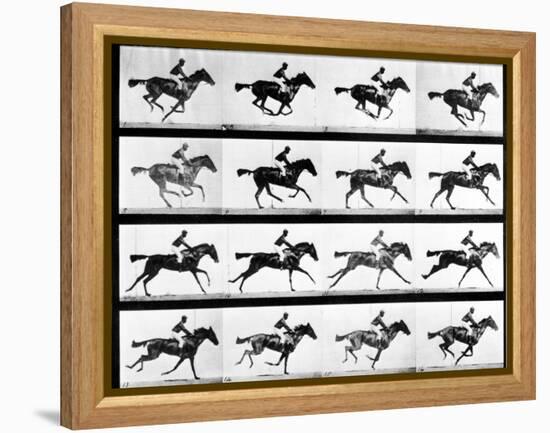 Photographer Eadweard Muybridge's Study of a Horse at Full Gallop in Collotype Print-Eadweard Muybridge-Framed Premier Image Canvas