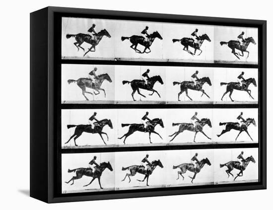 Photographer Eadweard Muybridge's Study of a Horse at Full Gallop in Collotype Print-Eadweard Muybridge-Framed Premier Image Canvas