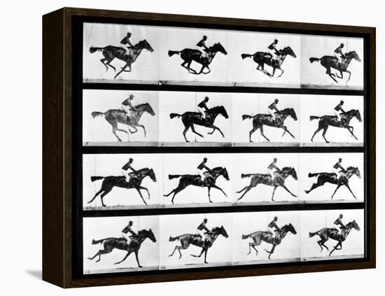 Photographer Eadweard Muybridge's Study of a Horse at Full Gallop in Collotype Print-Eadweard Muybridge-Framed Premier Image Canvas