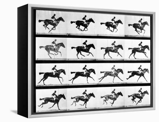 Photographer Eadweard Muybridge's Study of a Horse at Full Gallop in Collotype Print-Eadweard Muybridge-Framed Premier Image Canvas