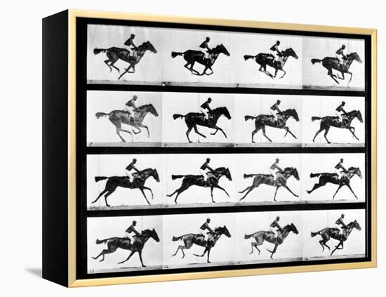 Photographer Eadweard Muybridge's Study of a Horse at Full Gallop in Collotype Print-Eadweard Muybridge-Framed Premier Image Canvas