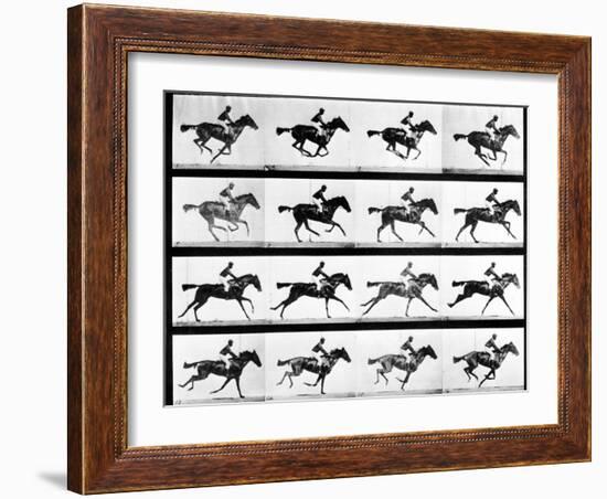 Photographer Eadweard Muybridge's Study of a Horse at Full Gallop in Collotype Print-Eadweard Muybridge-Framed Photographic Print