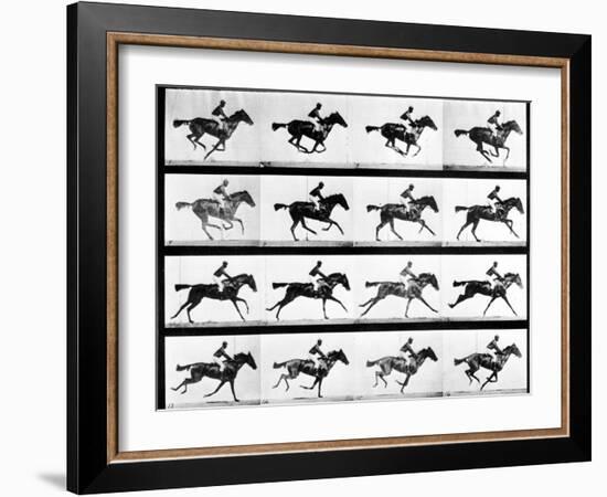 Photographer Eadweard Muybridge's Study of a Horse at Full Gallop in Collotype Print-Eadweard Muybridge-Framed Photographic Print