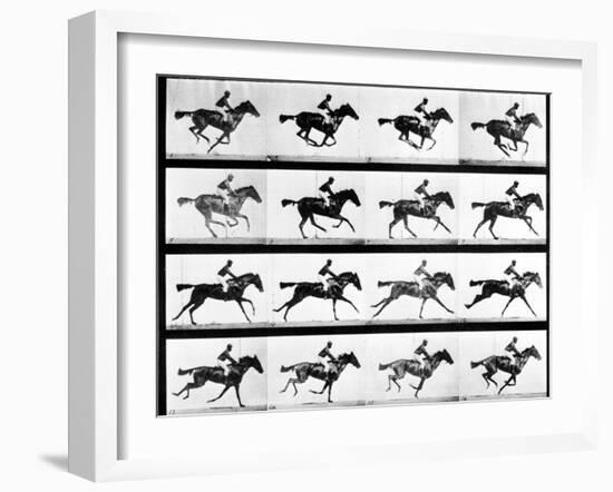 Photographer Eadweard Muybridge's Study of a Horse at Full Gallop in Collotype Print-Eadweard Muybridge-Framed Photographic Print