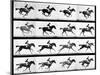 Photographer Eadweard Muybridge's Study of a Horse at Full Gallop in Collotype Print-Eadweard Muybridge-Mounted Photographic Print