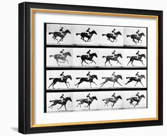 Photographer Eadweard Muybridge's Study of a Horse at Full Gallop in Collotype Print-Eadweard Muybridge-Framed Photographic Print
