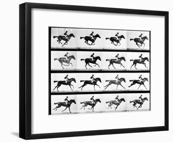 Photographer Eadweard Muybridge's Study of a Horse at Full Gallop in Collotype Print-Eadweard Muybridge-Framed Photographic Print