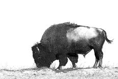 Line Art/Pen and Ink Illustration Style Image of American Bison (Buffalo) Skylined on a Ridge Again-photographhunter-Framed Premier Image Canvas